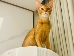 -小猫来了·猫舍(红山六九七九店)
