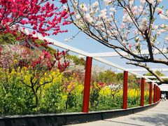 -南汇水蜜桃采摘(大团店)