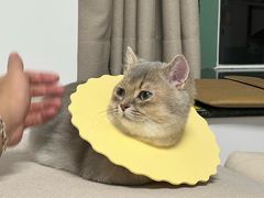 -瑞鹏宠物医院·骨科·猫科·内科(第一中心)