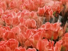 -双季花艺园艺市场(浦东店)