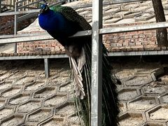 -北京鹿世界主题园