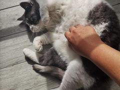 -海边的猫和咖啡馆