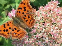 -昆山城市生态森林公园