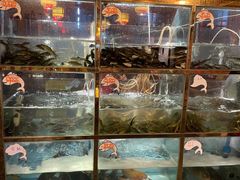 水产区-三道苗苗鱼·美蛙黄辣丁(八里店)