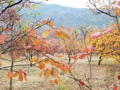 -北京十三陵国家森林公园蟒山景区