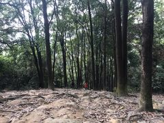 -火炉山森林公园