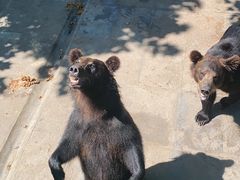 -西霞口神雕山野生动物世界
