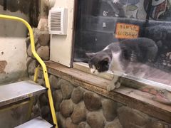 -猫咪博物馆(顶澳仔猫街店)
