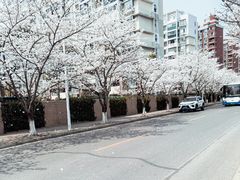 -高东镇樱花园