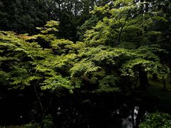 -西芳寺(苔寺)