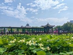 -莲花池公园