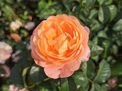 -人民公园(罗湖区)