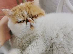 -喵屿·大理花园猫咖