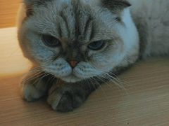 -喵园·猫主题咖啡厅·撸猫·猫咖(国贸店)