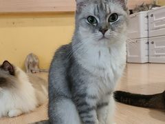 -喵小馆·猫咖狗咖猪咖·饮品店