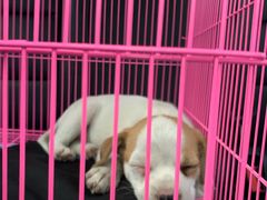 -北京恒爱动物医院(清景园分院)