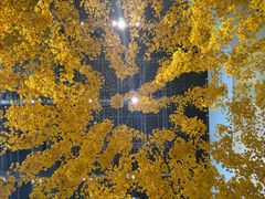 -食其家·牛丼咖喱(广元西路店)