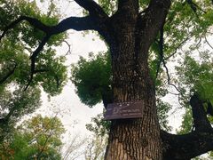 -东湖落雁景区