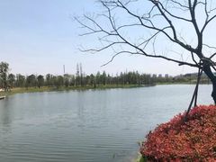 -羊山湖公园