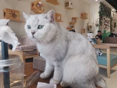 -藏猫猫咖啡主题馆(中央大道店)