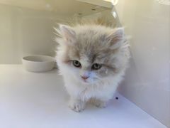 -小猫来了·猫舍(红山六九七九店)