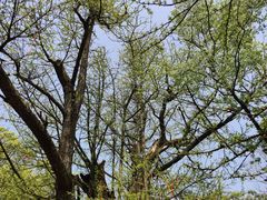 -西湖风景区十里琅珰-五云山