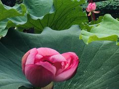 -陈家山荷花公园
