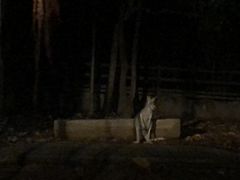 -清迈夜间动物园