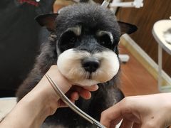 -鑫艺宠物美容培训学校