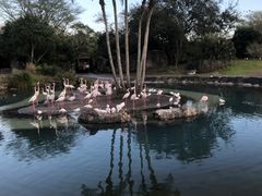 -奥兰多迪士尼动物王国乐园