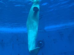 -海合安成都极地海洋公园