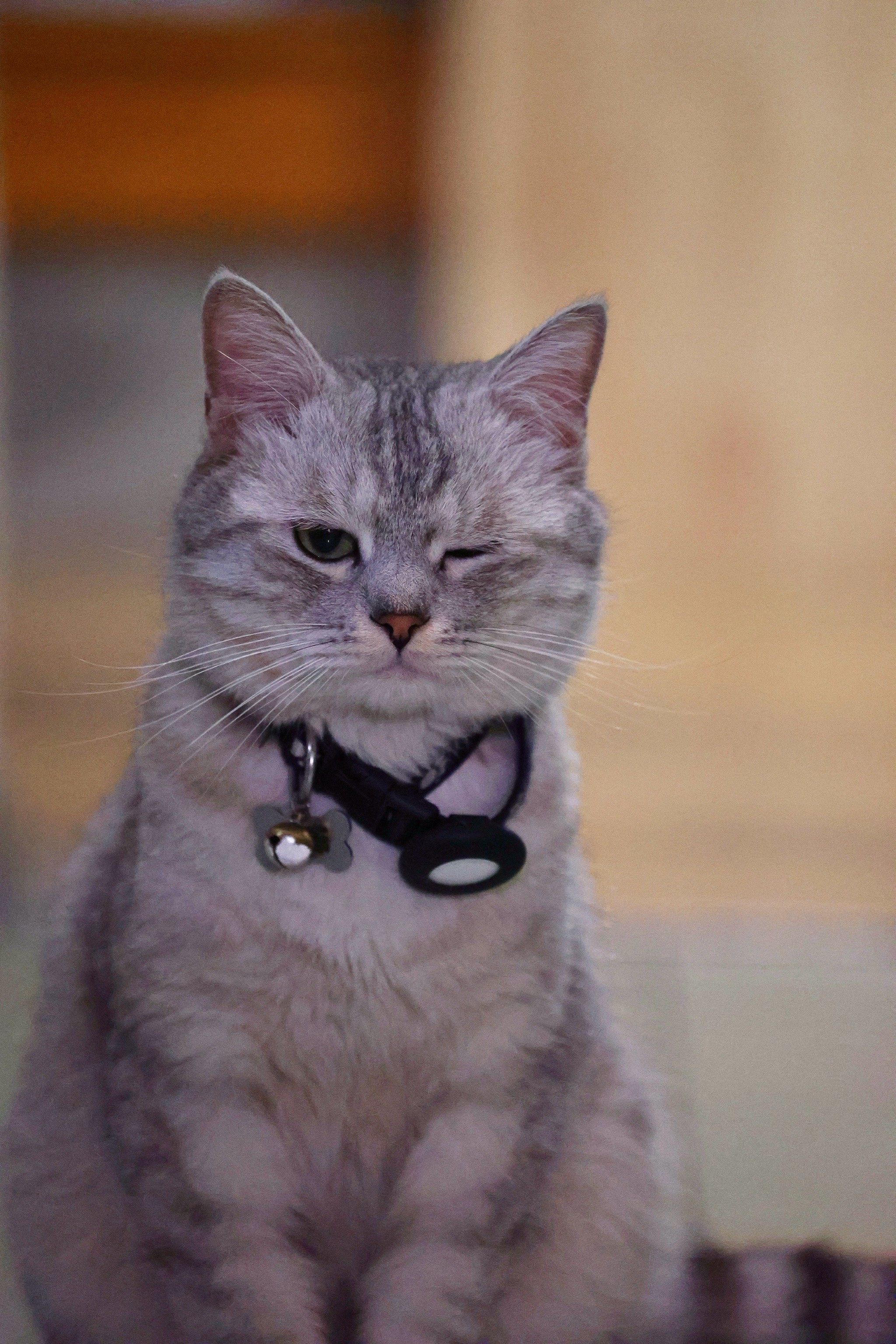 嘿嘿～眯眯眼小猫!