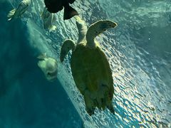 -上海海洋水族馆