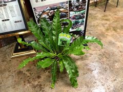 山苏-万兴启丰椰子文化园餐厅
