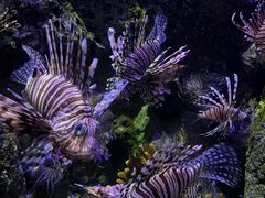 -太平洋海底世界