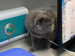 -关爱宠物医院·猫科中心·消化科(滨湖万达分院)