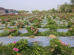 -鹅湖玫瑰文化园