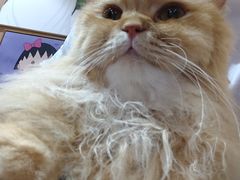 -MOCHA明星猫咖(田子坊店)