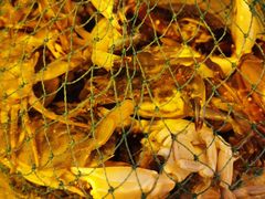 -兴城海滨风景区