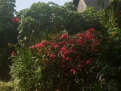 -三亚湾红树林度假世界(木棉酒店)