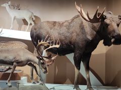 -陕西自然博物馆