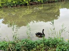 -大湾区中央湿地公园