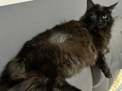 -艾贝尔宠物医院·24H转诊中心·肿瘤猫专科(江宁双龙店)