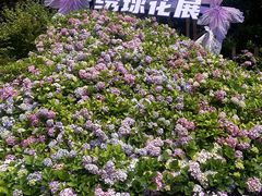 -上海滨江森林公园