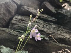 -井塘古村