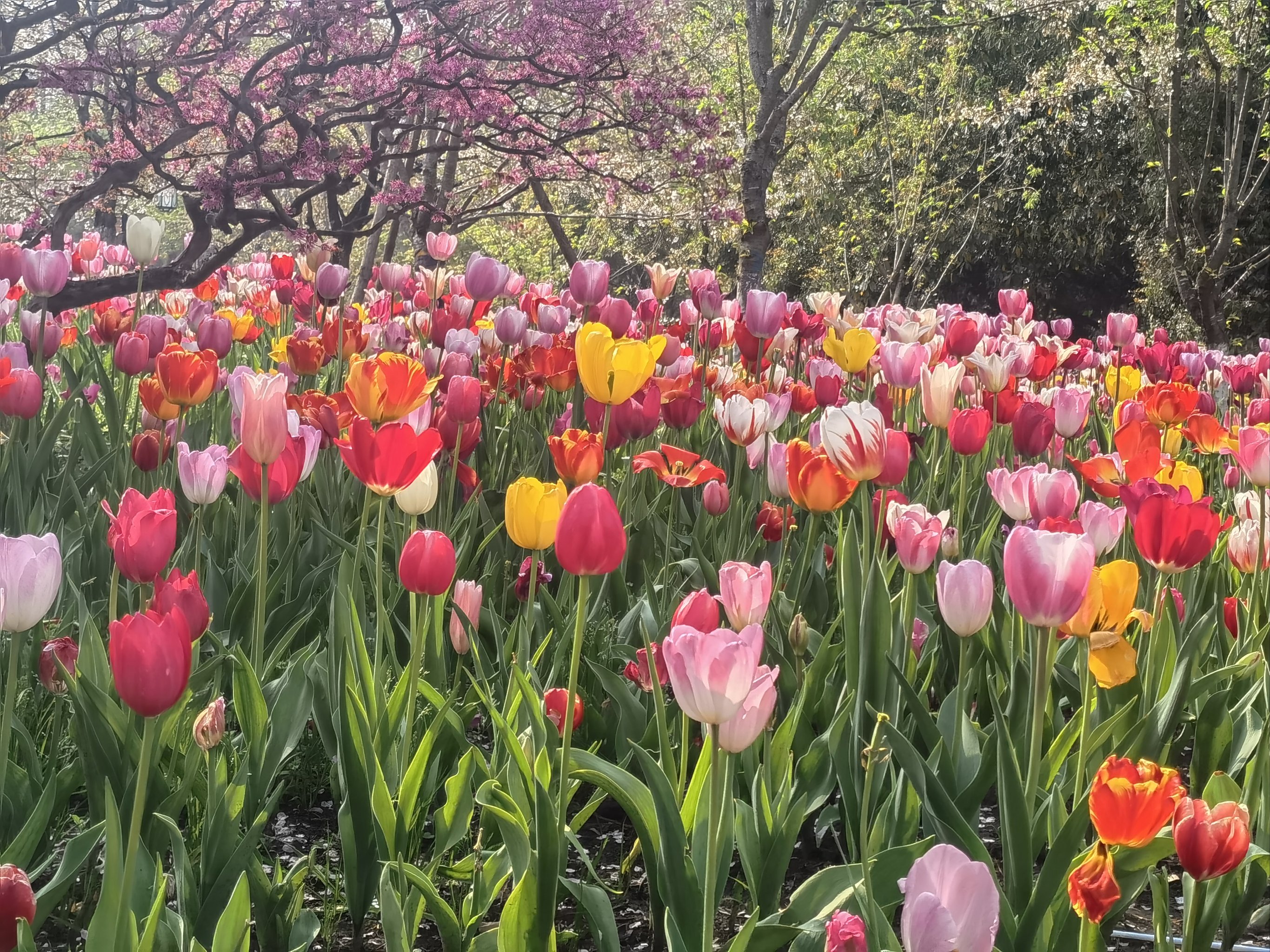 西湖太子湾郁金香花海