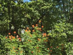 -莲花山公园