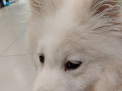 -安格丽娜·狗咖·猫咖羊驼咖(春熙路百盛商场店)
