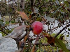 -永定河休闲森林公园