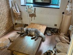 -楼上猫咖(罗湖店)